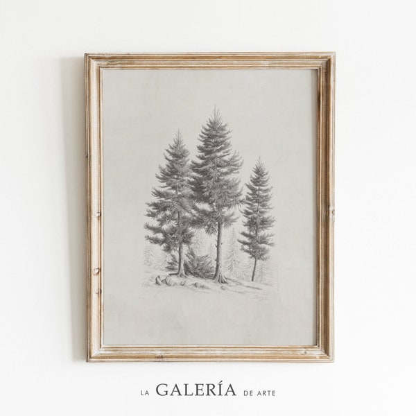 Pine Tree Sketch Art | Tree Drawing Print | Minimalist Wall Art