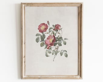 Vintage Flower Print | Antique Botanical Print |  Rose Painting | Country Decor