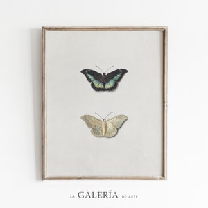 Vintage Butterfly Print | Antique Insect Art | Cottage Wall Decor
