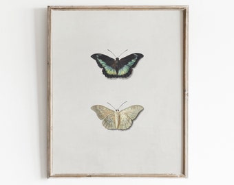 Vintage Butterfly Print | Antique Insect Art | Cottage Wall Decor