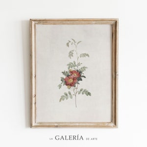 Vintage Flower Print | Antique Botanical Print | Rose Print | Country Decor