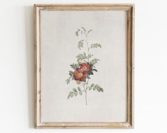 Vintage Flower Print | Antique Botanical Print | Rose Print | Country Decor