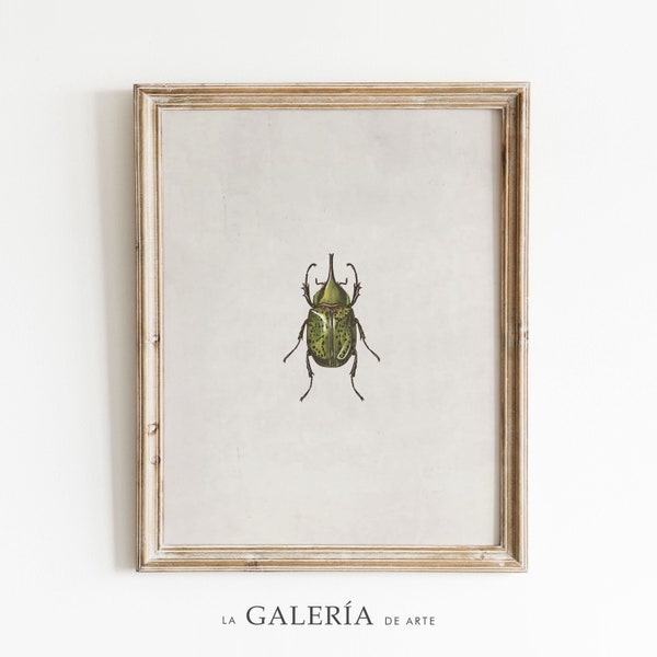 Vintage Insect Print | Antique Beetle Print | Farmhouse Decor