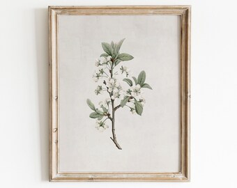 Vintage Cherry Blossom Print | Botanical Print | Spring Wall Art