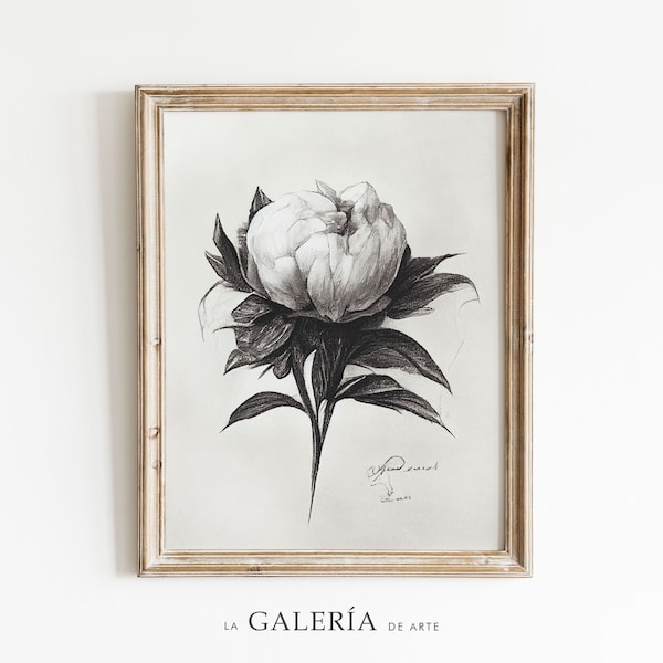 Peony Drawing | Botanical Print | Flower Wall Art