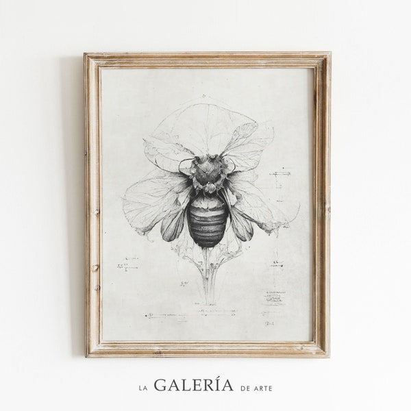 Bee Illustration | Insect Print | Scientific Drawing