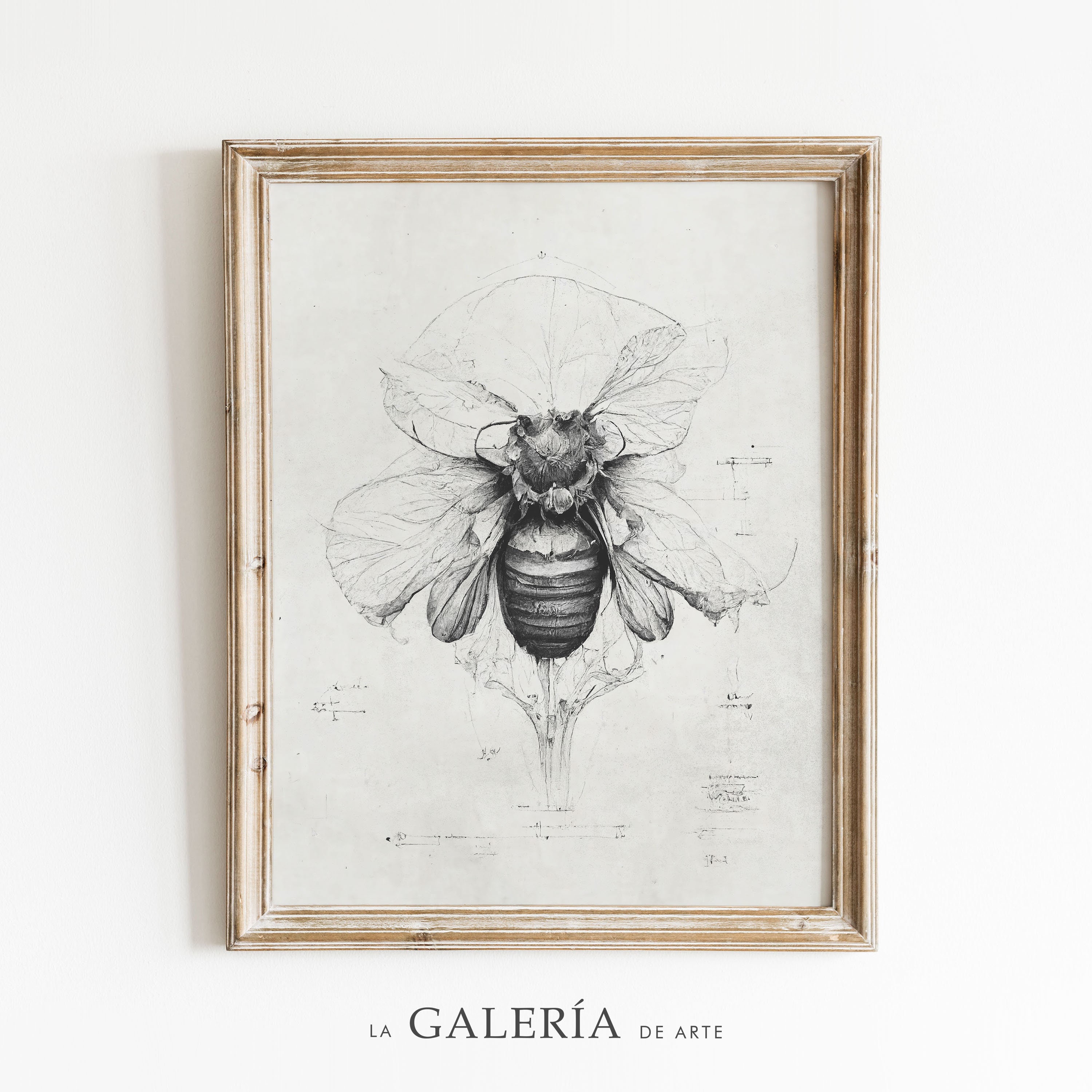 Honey Bee Scientific Drawing