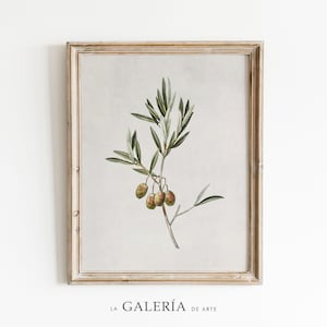 Country Kitchen Print | Olive Tree Print | Botanical Wall Art