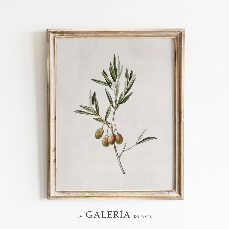 May include: A framed print of a botanical illustration of an olive branch with green leaves and green olives. The print is on a light gray background and has a white frame.