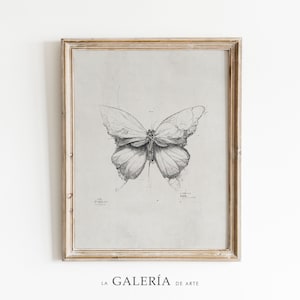 Butterfly Illustration | Insect Print | Scientific Drawing