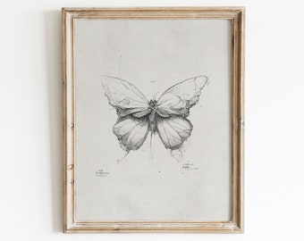 Ilustración de mariposa / Impresión de insectos / Dibujo científico
