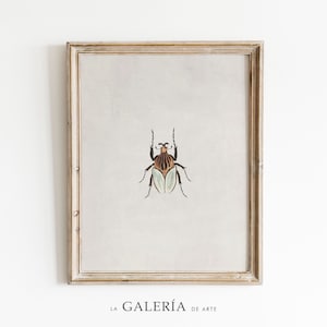 May include: A framed print of a detailed illustration of a beetle with brown and orange stripes and a light green underbelly. The print is on a white background and is framed in a light wood frame.