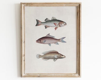 Vintage Fish Print | Animal Illustration | Country Art Print