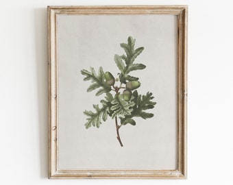 Botanical Print | Oak Tree Branch Print | Vintage Painting