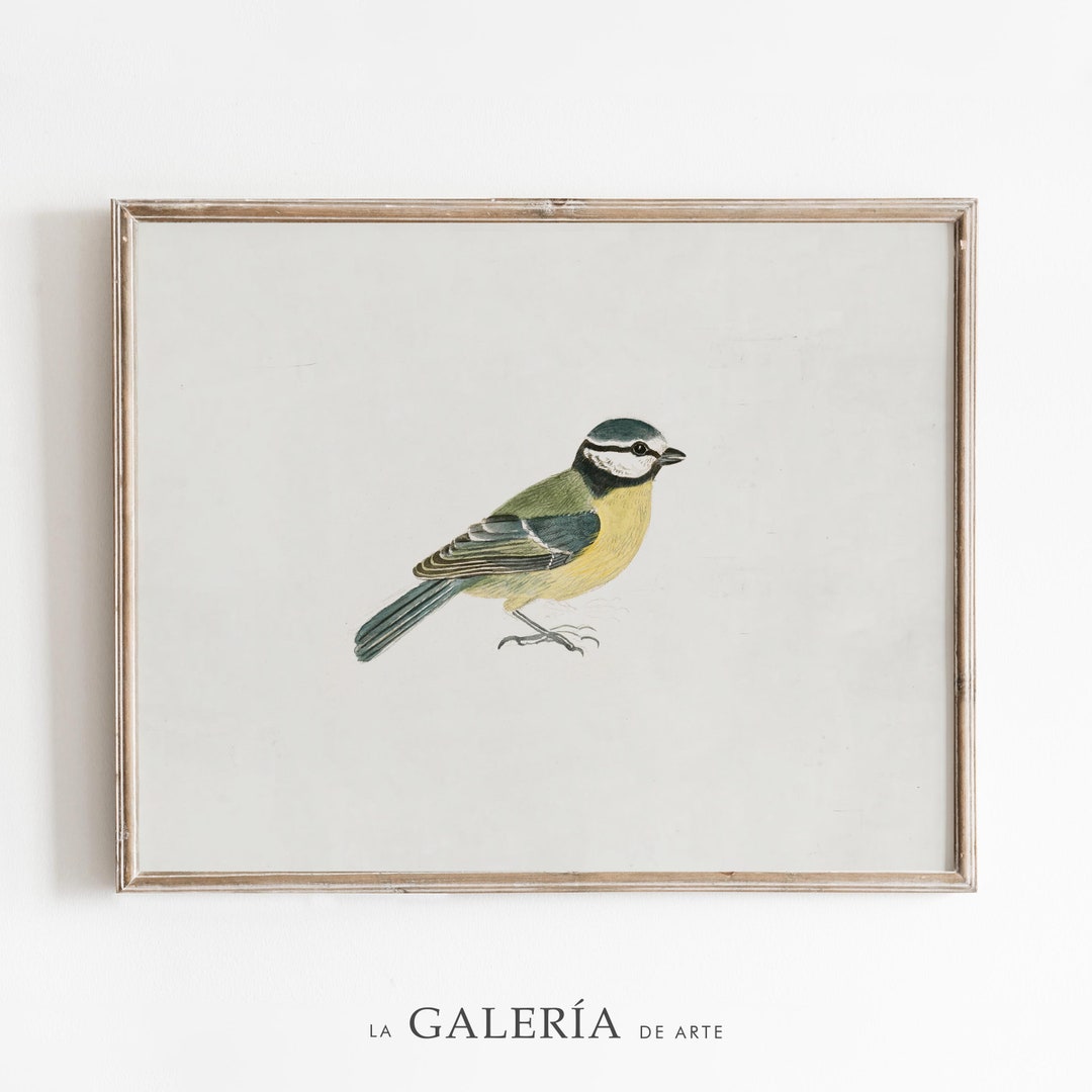 Vintage Bird Print Bird Sketch Bird Drawing Wall Art Etsy