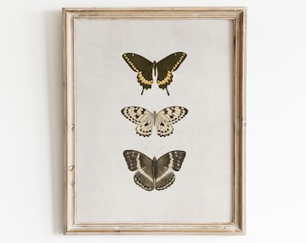 Vintage Butterfly Print | Antique Insect Art | Cottage Wall Decor