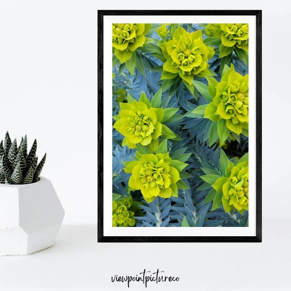 Nevada Desert Print| Desert Landscape Wall Art| Cactus, Succulent, Plant Printable|  Vibrant Nature Photo|  Instant Download