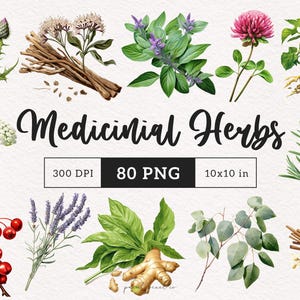 Erbe medicinali Clipart Erba PNG Rimedi erboristici Illustrazione botanica Acquerello Piante medicinali Felci sublimazione Piante grafica DTF