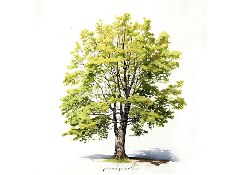4 Beech Trees JPG Clipart Watercolor Tree Printable Wall Art ...