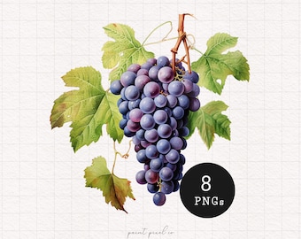 Grapes Clipart Mediterranean Rustic Grape bunch PNG Fruit clipart Watercolor Sublimation Paper Craft Card making Commercial use Food clipart