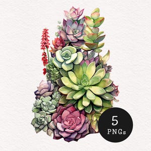 Puede incluir: Ilustración en acuarela de una variedad de suculentas en tonos verdes, morados y rosas. La imagen incluye un tallo floral rojo y un círculo negro con el texto "5 PNGs".