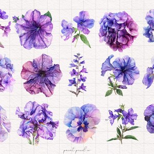 May include: A collection of watercolor illustrations of purple flowers, including hydrangeas, petunias, irises, and pansies. The flowers are painted in a realistic style with delicate details.