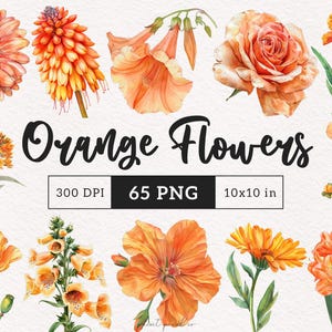 Orange Blumen Clipart Aquarell orange Blumen PNG Botanische Sommer Blüten Herbst Blumen Grafiken Hochzeit Blumen Kartenherstellung Scrapbooking