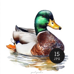 Puede incluir: Pintura acuarela de un pato silvestre con cabeza verde y plumas marrones y blancas, nadando en un estanque. El pato está mirando hacia la derecha y tiene un pico amarillo. La pintura está sobre un fondo blanco.