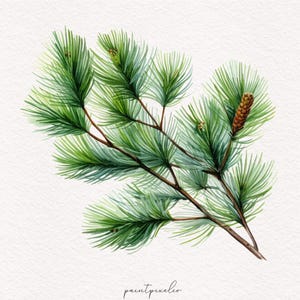 May include: Watercolor illustration of a pine branch with green needles and a brown pine cone. The artwork is set against a white background, showcasing the detailed botanical study. The image is signed "paintpixelco".