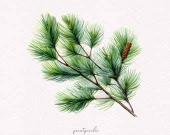 8 ramas de pino en acuarela clipart Decoración de pino de otoño PNG Botánicos navideños Gráficos de ramas de pino Sublimación Uso comercial Descarga digital
