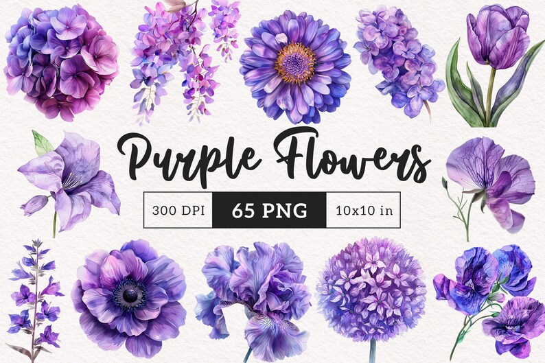 May include: A collection of 65 purple watercolor flower illustrations. The flowers include hydrangeas, irises, anemones, wisteria, tulips, and sweet peas. The illustrations are 300 DPI and 10 inches by 10 inches.