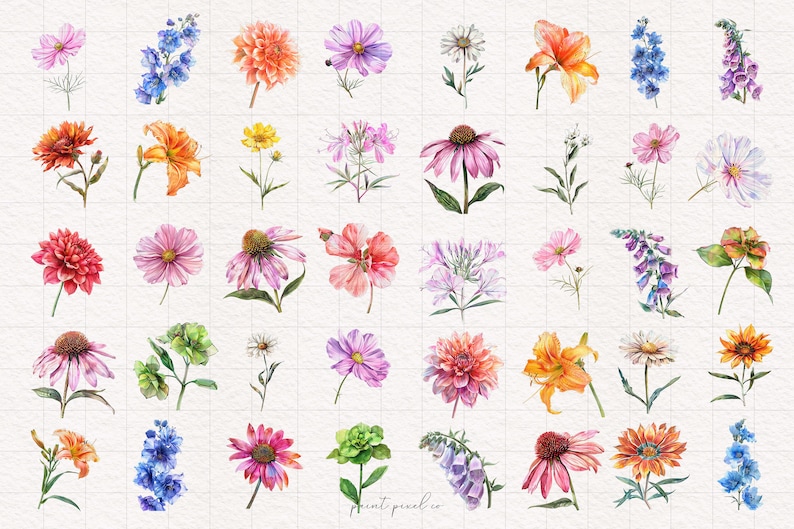 K&ouml;nnte beinhalten: Aquarell-Illustrationen verschiedener Blumen, darunter Lilien, G&auml;nsebl&uuml;mchen, Sonnenhut und Rittersporn. Die Blumen sind in verschiedenen Farben gemalt, darunter Rosa, Lila, Blau, Gelb, Orange und Rot.