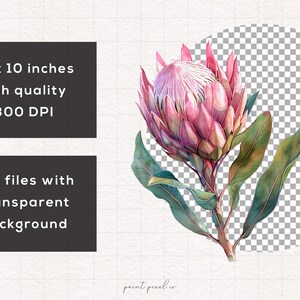 May include: A watercolor painting of a pink protea flower with green leaves. The flower is in bloom and has a large, showy head. The leaves are long and slender. The painting is on a white background.