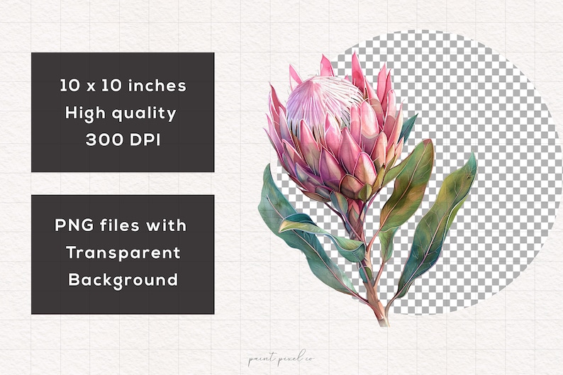 May include: A watercolor painting of a pink protea flower with green leaves. The flower is in bloom and has a large, showy head. The leaves are long and slender. The painting is on a white background.