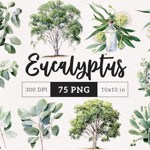 75 Eukalyptus Clipart Laub PNG Botanische Illustration Blätter Aquarell Eukalyptusbäume Sublimation Grün Hochzeit Grafiken Kranz