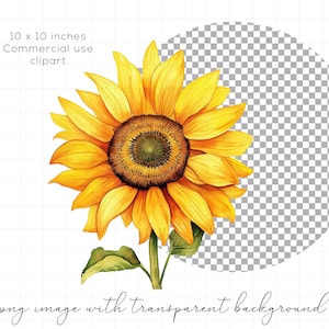 K&ouml;nnte beinhalten: Ein Aquarellbild einer Sonnenblume mit gelben Bl&uuml;tenbl&auml;ttern und einer braunen Mitte. Die Sonnenblume befindet sich auf einem wei&szlig;en Hintergrund mit einem transparenten Kreis darum.