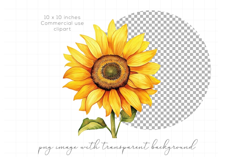 K&ouml;nnte beinhalten: Ein Aquarellbild einer Sonnenblume mit gelben Bl&uuml;tenbl&auml;ttern und einer braunen Mitte. Die Sonnenblume befindet sich auf einem wei&szlig;en Hintergrund mit einem transparenten Kreis darum.