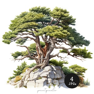 Può includere: Un dipinto ad acquerello di un grande albero nodoso che cresce su una scogliera rocciosa. L'albero ha un tronco spesso e molti rami, e le sue foglie sono di un verde vibrante. Le rocce sono di colore grigio chiaro, e c'è un po' di vegetazione verde alla base della scogliera.