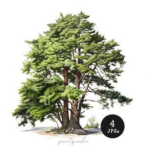 4 Cedar Trees JPG Clipart Watercolor Tree Printable wall art Sublimation card making Mixed Media Digital download Paper craft junk journal