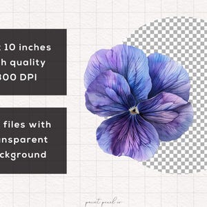 May include: A watercolor illustration of a single purple and blue pansy flower with a white center. The flower is isolated on a transparent background.