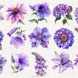 May include: A collection of 15 watercolor illustrations of purple flowers, including a hydrangea, a bellflower, a daisy, a coneflower, and a foxglove.