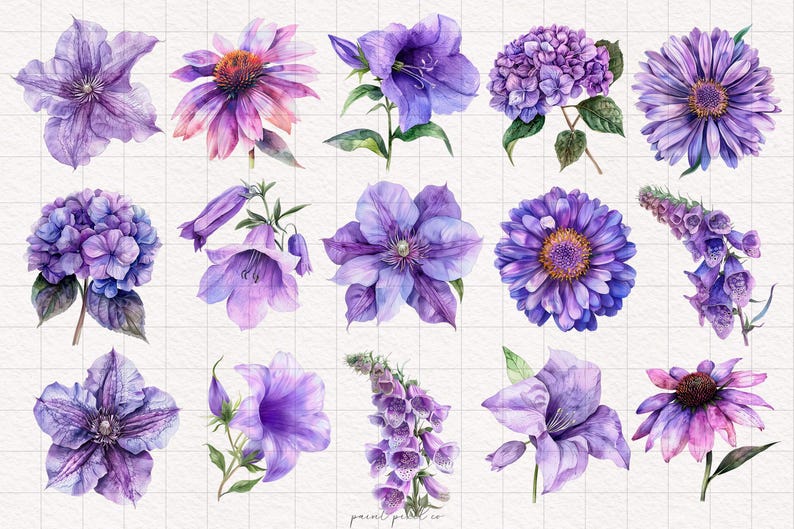 May include: A collection of 15 watercolor illustrations of purple flowers, including a hydrangea, a bellflower, a daisy, a coneflower, and a foxglove.