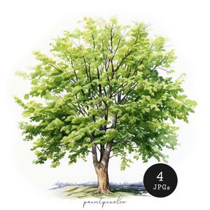 4 faggi JPG Clipart Acquerello Albero Arte murale stampabile Creazione di biglietti con sublimazione Tecnica mista Download digitale Carta artigianale Diario spazzatura