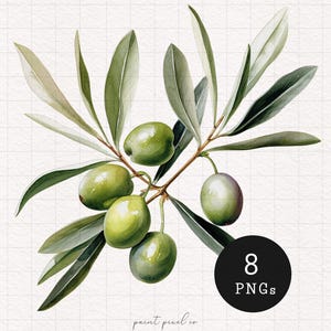 May include: Watercolor painting of a green olive branch with five olives. The branch has many leaves and is depicted against a white background.