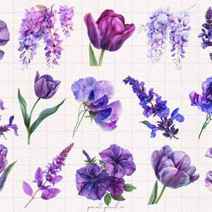 May include: A collection of watercolor illustrations of purple flowers, including tulips, wisteria, sweet peas, and lavender. The flowers are painted in a realistic style with delicate details.