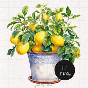 Citronväxt Clipart Medelhavs citron i kruka PNG Rustika botaniska element Akvarell Citrusfrukt Papperspyssel Korttillverkning Kommersiellt bruk