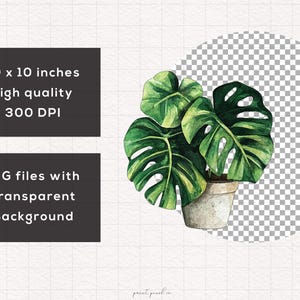 May include: Watercolor illustration of a potted monstera plant with large, green leaves. The plant is in a white pot and has a shadow underneath. The image is on a white background with a grid pattern.