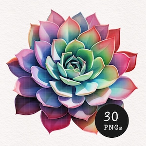 Plantes succulentes Clipart aquarelle PNG isolé pour amoureux des plantes illustration esthétique graphiques Scrapbook numérique usage Commercial Journal