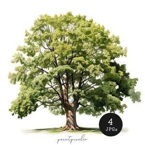 4 Castagno JPG Clipart Acquerello Albero Arte murale stampabile Creazione di biglietti con sublimazione Tecnica mista Download digitale Carta artigianale Diario spazzatura