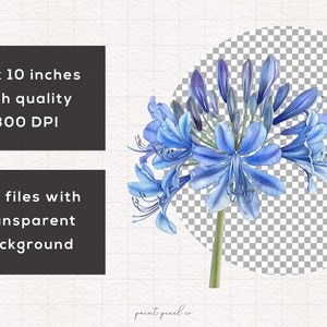K&ouml;nnte beinhalten: Eine digitale Illustration einer blauen Agapanthus-Blume mit transparentem Hintergrund. Das Bild ist 25,4 cm x 25,4 cm gro&szlig; und hat 300 DPI.